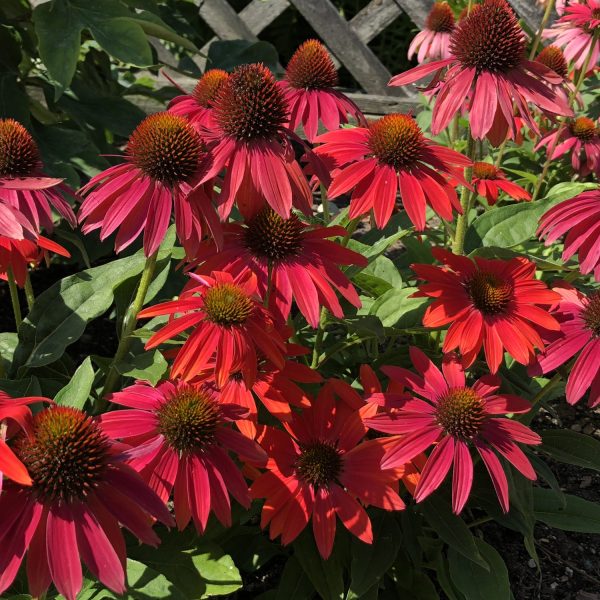 ECHINACEA LAKOTA FIRE CONEFLOWER