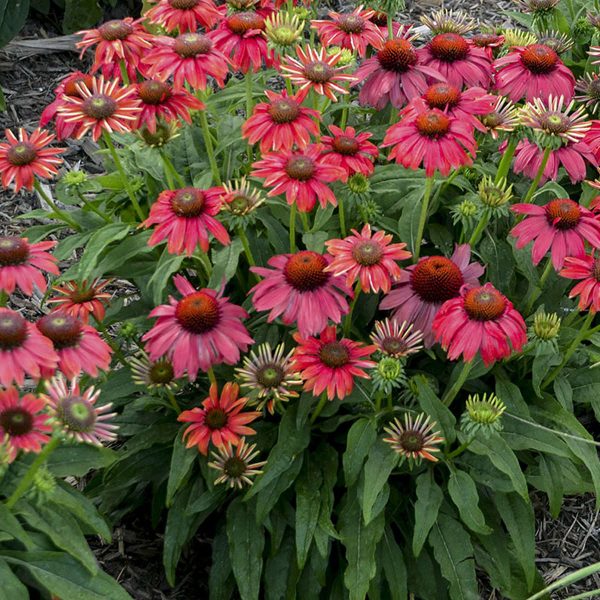 ECHINACEA LAKOTA FIRE CONEFLOWER