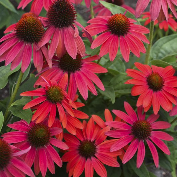 ECHINACEA LAKOTA FIRE CONEFLOWER