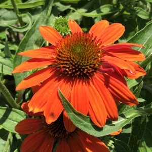 ECHINACEA SOMBRERO ADOBE ORANGE CONEFLOWER