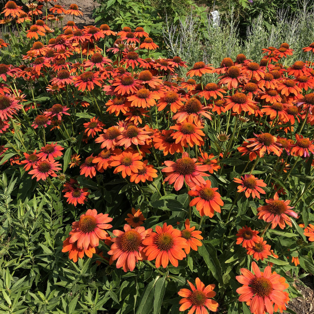 Echinacea SOMBRERO® Adobe Orange Order Online