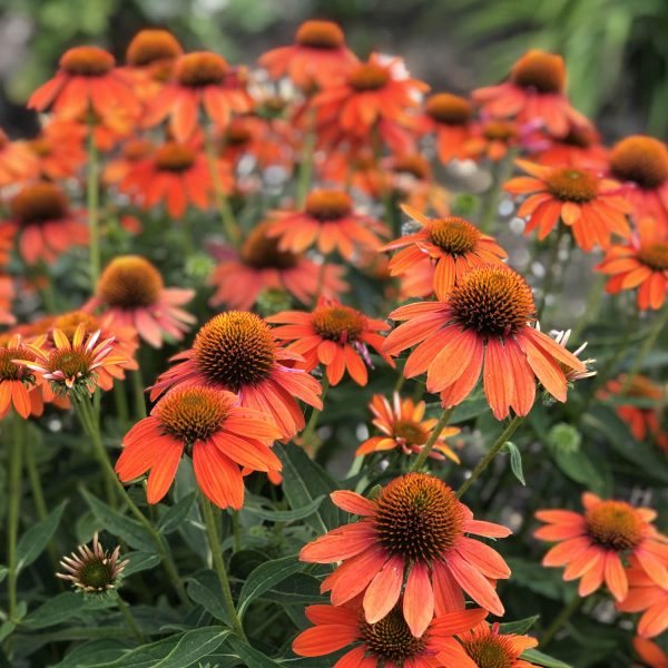 ECHINACEA SOMBRERO ADOBE ORANGE CONEFLOWER