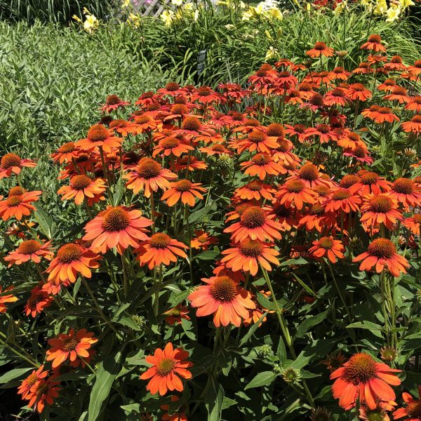 ECHINACEA SOMBRERO ADOBE ORANGE CONEFLOWER