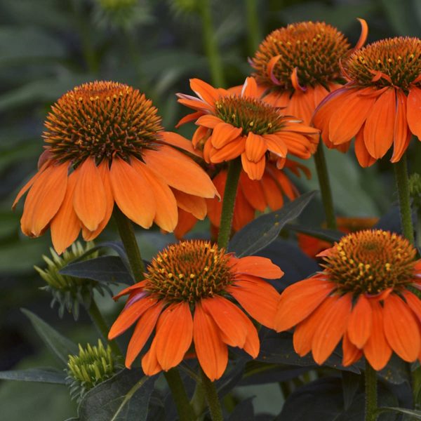 ECHINACEA SOMBRERO ADOBE ORANGE CONEFLOWER