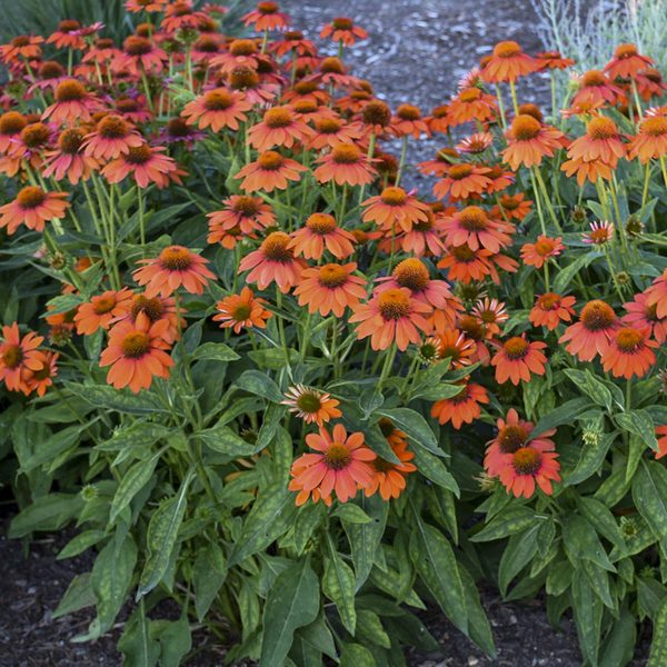 ECHINACEA SOMBRERO ADOBE ORANGE CONEFLOWER