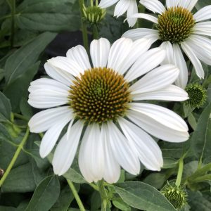 ECHINACEA SOMBRERO BLANCO CONEFLOWER