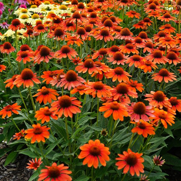 ECHINACEA SOMBRERO FLAMENCO ORANGE CONEFLOWER