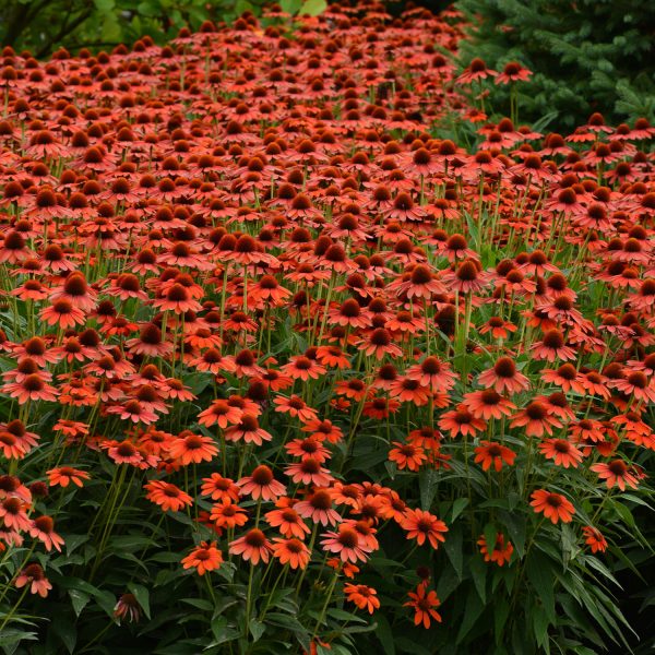 ECHINACEA SOMBRERO FLAMENCO ORANGE CONEFLOWER