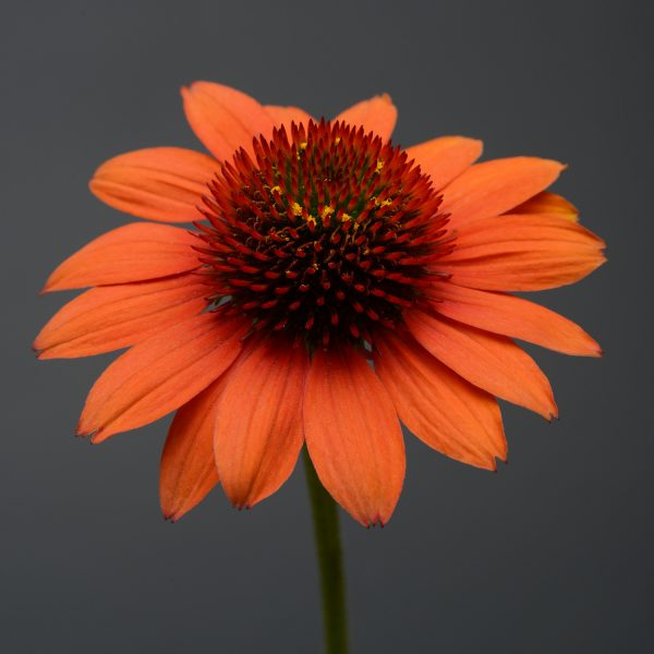 ECHINACEA SOMBRERO FLAMENCO ORANGE CONEFLOWER