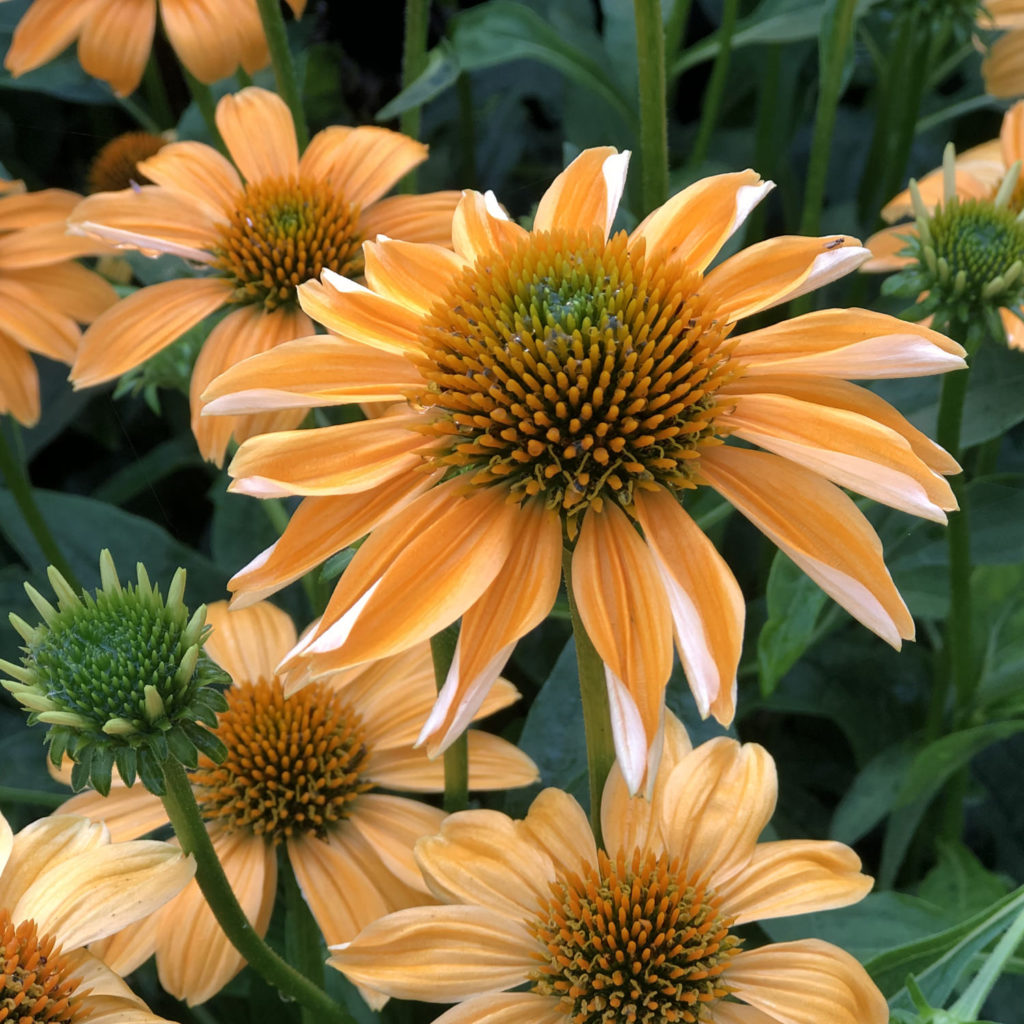 ECHINACEA SOMBRERO GRANADA GOLD CONEFLOWER