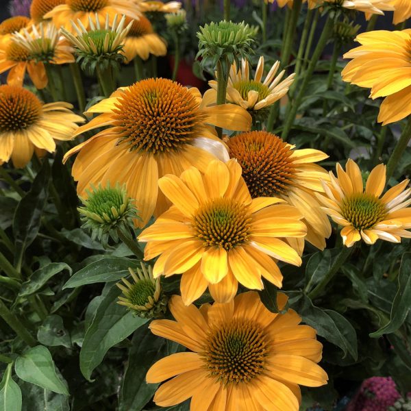 ECHINACEA SOMBRERO GRANADA GOLD CONEFLOWER