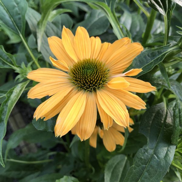 ECHINACEA SOMBRERO GRANADA GOLD CONEFLOWER