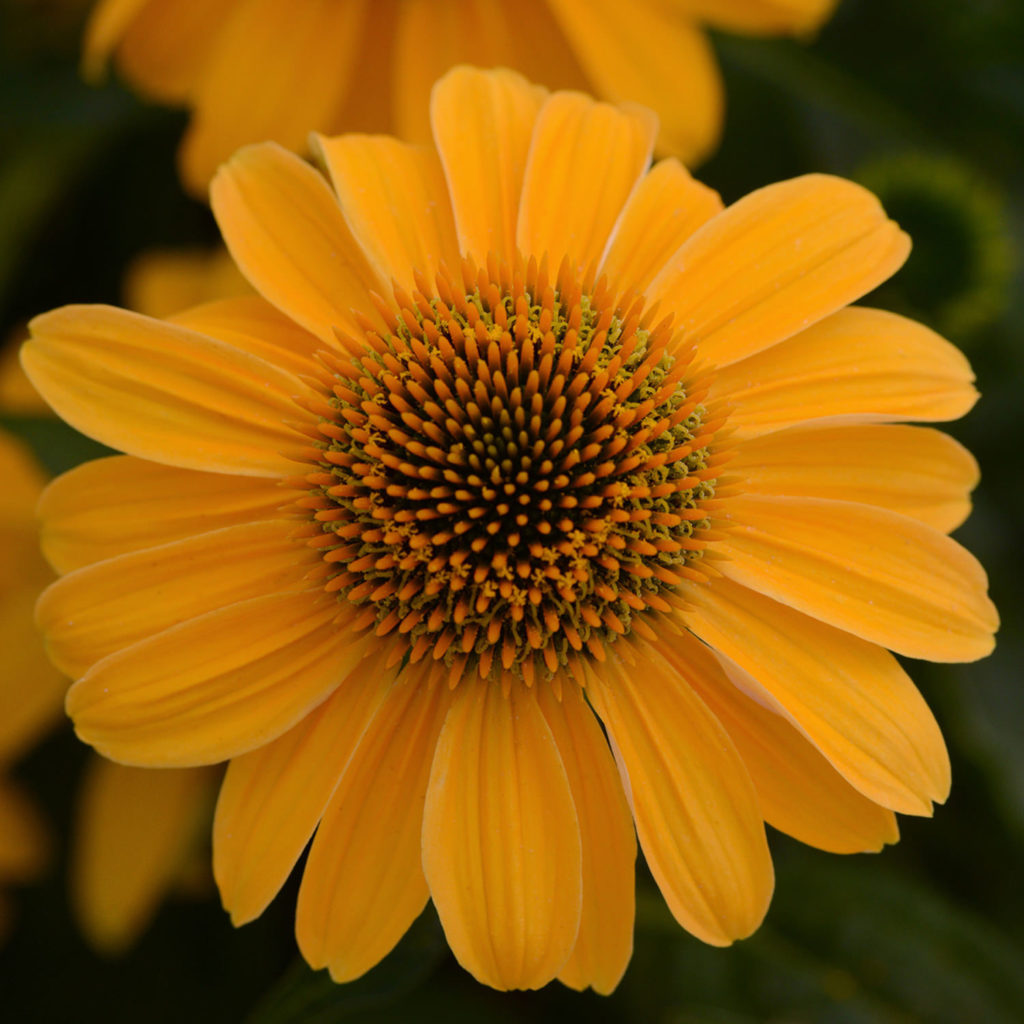 SOMBRERO® Granada Gold Echinacea Garden Crossings