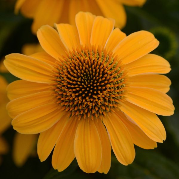 ECHINACEA SOMBRERO GRANADA GOLD CONEFLOWER