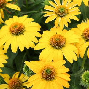 ECHINACEA SOMBRERO LEMON YELLOW CONEFLOWER