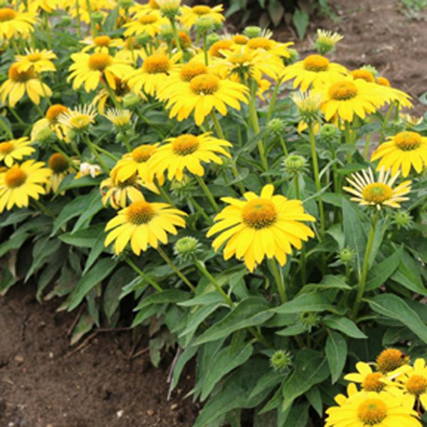 ECHINACEA SOMBRERO LEMON YELLOW CONEFLOWER