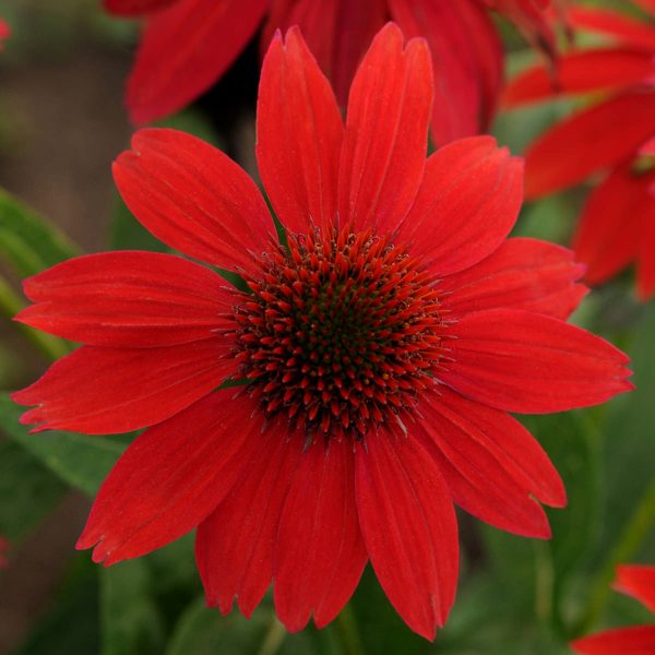 ECHINACEA SOMBRERO SALSA RED CONEFLOWER