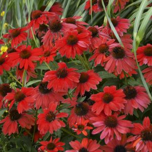 ECHINACEA SOMBRERO SALSA RED CONEFLOWER