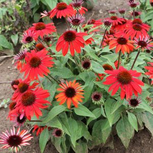 ECHINACEA SOMBRERO SANGRITA CONEFLOWER