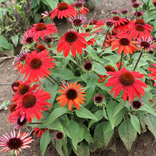 ECHINACEA SOMBRERO SANGRITA CONEFLOWER