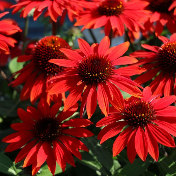 ECHINACEA SOMBRERO SANGRITA CONEFLOWER