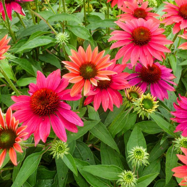 ECHINACEA SOMBRERO TRES AMIGOS CONEFLOWER