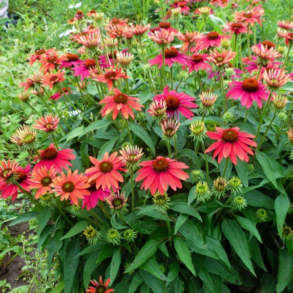 ECHINACEA SOMBRERO TRES AMIGOS CONEFLOWER