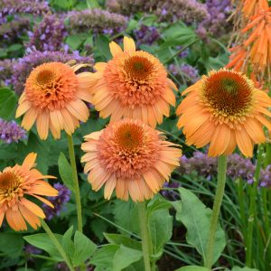 ECHINACEA SUPREME CANTALOUPE CONEFLOWER