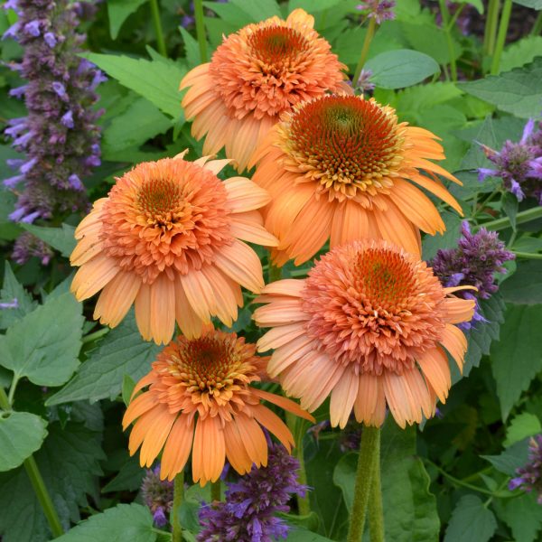 ECHINACEA SUPREME CANTALOUPE CONEFLOWER