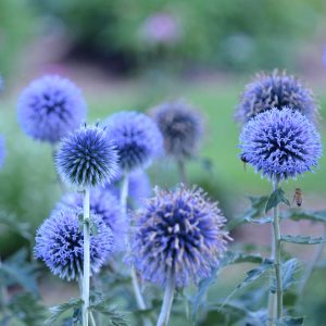 Echinops - Globe Thistle