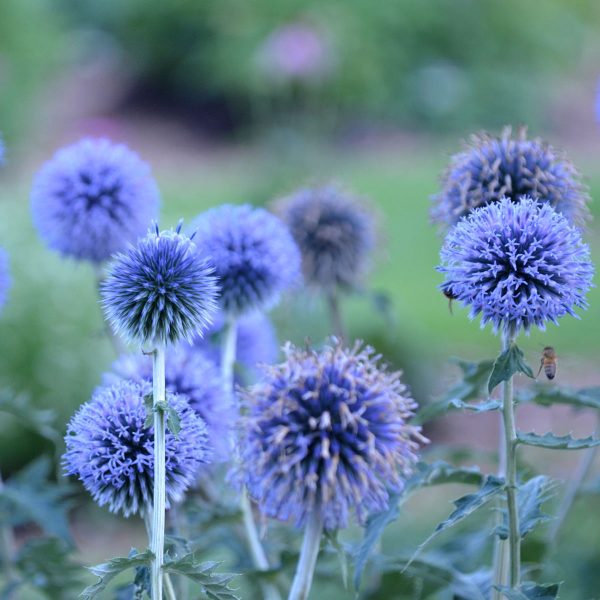 ECHINOPS BLUE GLOW GLOBE THISTLE