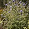 ECHINOPS BLUE GLOW GLOBE THISTLE