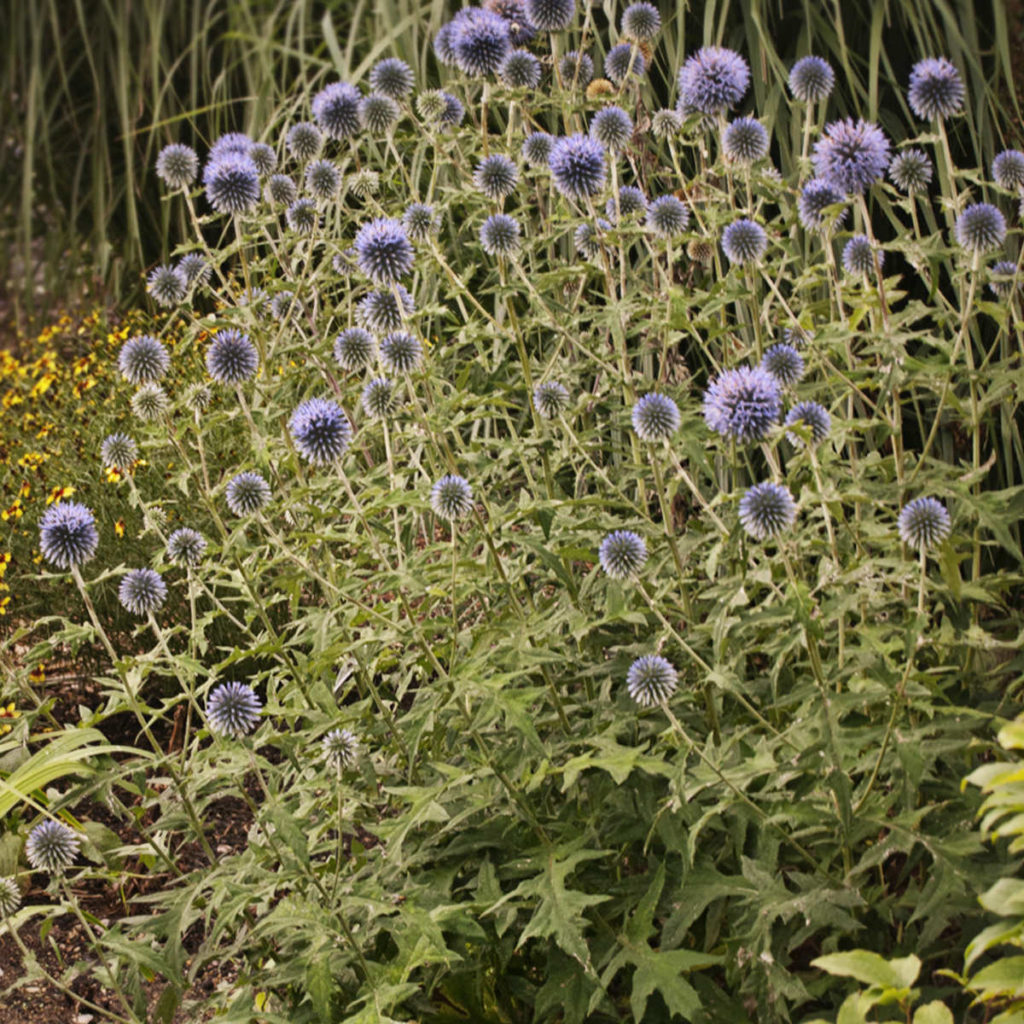 Echinops 'Blue Glow' Garden Crossings