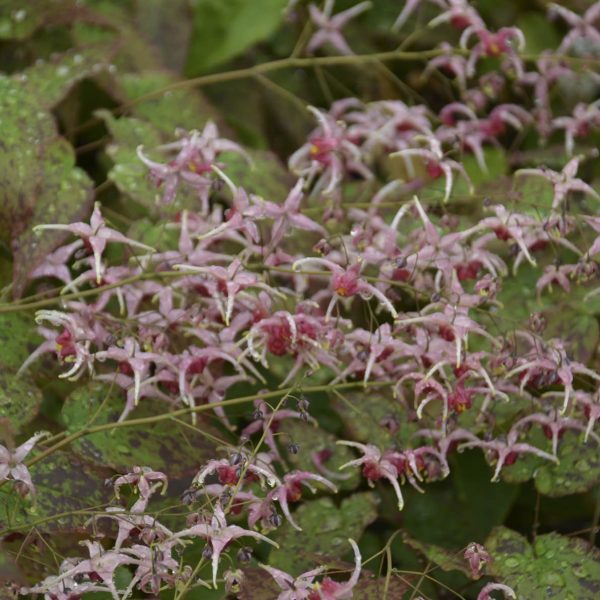 EPIMEDIUM PINK CHAMPAGNE BARRENWORT