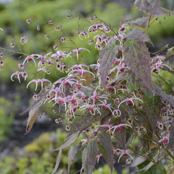 EPIMEDIUM PINK CHAMPAGNE BARRENWORT