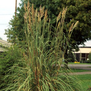 Erianthus Ravennae Grass