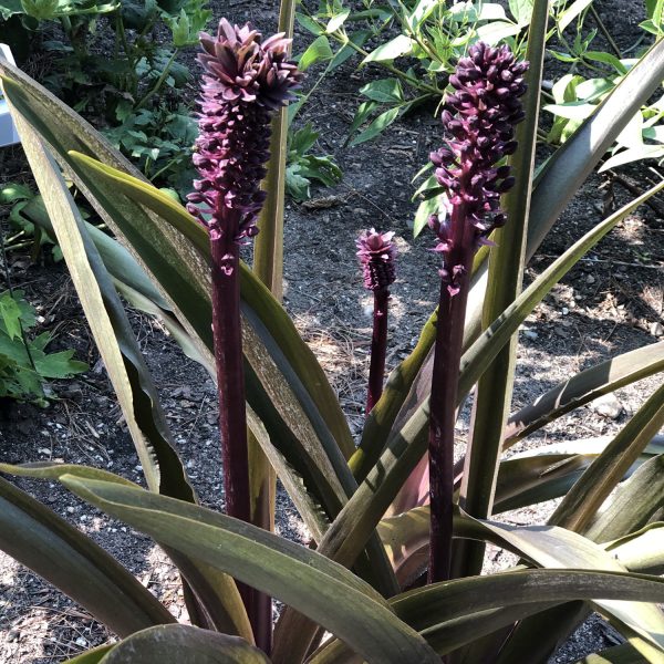 EUCOMIS AFRICAN NIGHT PINEAPPLE LILY