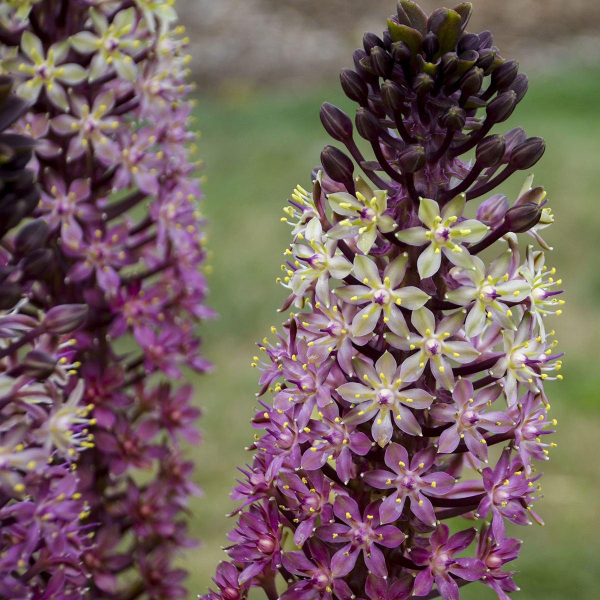 EUCOMIS SAFARI ADVENTURE PINEAPPLE LILY