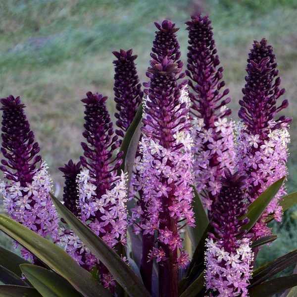 EUCOMIS SAFARI ADVENTURE PINEAPPLE LILY