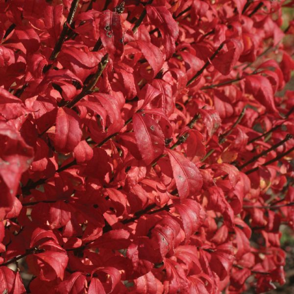 EUONYMUS FIRE BALL BURNING BUSH