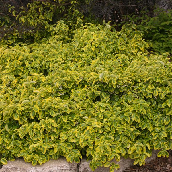 EUONYMUS GOLD SPLASH SPINDLE TREE