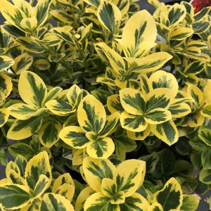 EUONYMUS GOLD SPLASH WINTERCREEPER