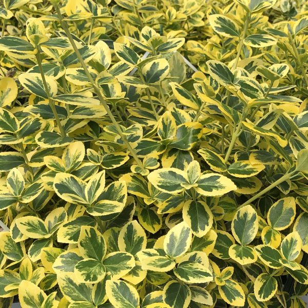 EUONYMUS GOLD SPLASH WINTERCREEPER