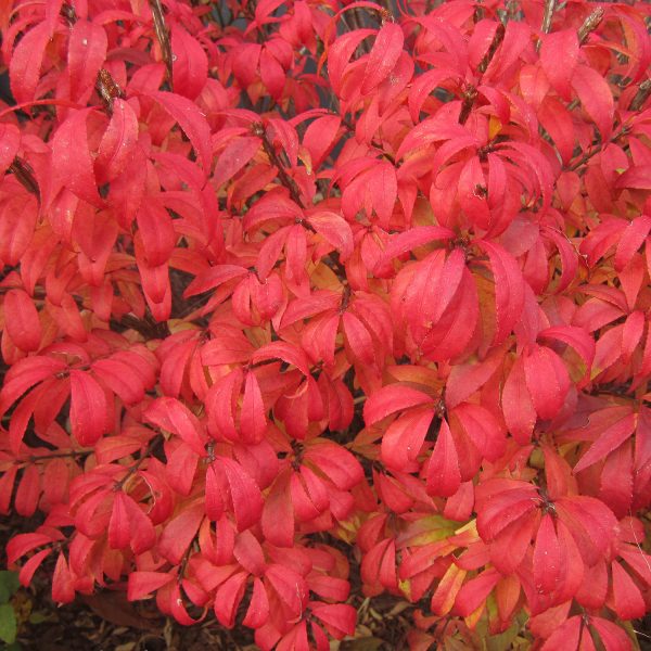 EUONYMUS UNFORGETTABLE FIRE BURNING BUSH