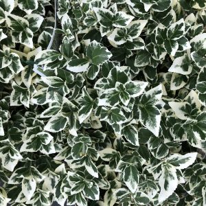 Wintercreeper - Euonymus