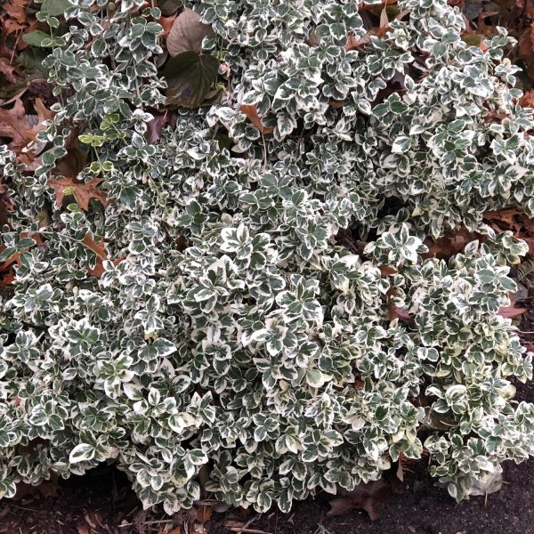 EUONYMUS WHITE ALBUM WINTERCREEPER