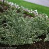 EUONYMUS WHITE ALBUM WINTERCREEPER