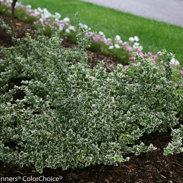 EUONYMUS WHITE ALBUM WINTERCREEPER