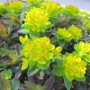 EUPHORBIA  BONFIRE SPURGE