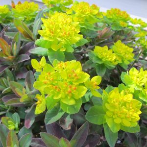 EUPHORBIA  BONFIRE SPURGE